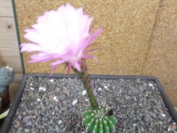 Echinopsis hybrid aff. eyresii pot 5,5 cm - 12412737