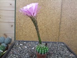 Echinopsis hybrid aff. eyresii pot 5,5 cm - 12412738