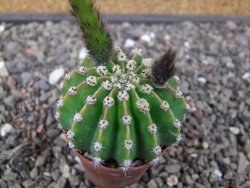 Echinopsis hybrid aff. eyresii pot 5,5 cm - 12412739