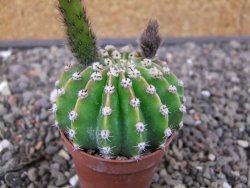 Echinopsis hybrid aff. eyresii pot 5,5 cm - 12412740