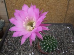 Echinopsis hybrid aff. eyresii pot 6,5 cm