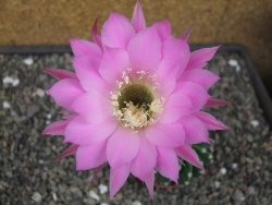 Echinopsis hybrid aff. eyresii pot 6,5 cm - 12412742
