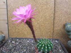 Echinopsis hybrid aff. eyresii pot 6,5 cm - 12412743