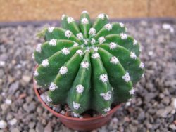 Echinopsis hybrid aff. eyresii pot 6,5 cm - 12412744