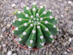 Echinopsis hybrid aff. eyresii pot 6,5 cm - 12412745