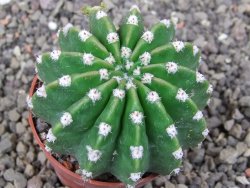 Echinopsis hybrid aff. eyresii pot 6,5 cm - 12412746