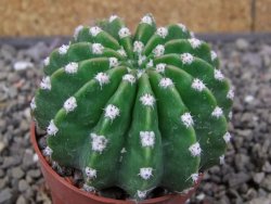 Echinopsis hybrid aff. eyresii pot 6,5 cm - 12412747