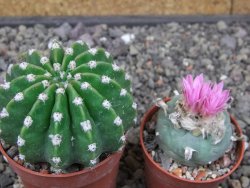 Echinopsis hybrid aff. eyresii pot 6,5 cm - 12412748