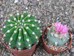 Echinopsis hybrid aff. eyresii pot 6,5 cm - 12412749