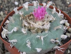 Lophophora fricii pot 6,5 cm