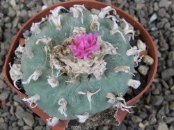 Lophophora fricii pot 6,5 cm - 12412751