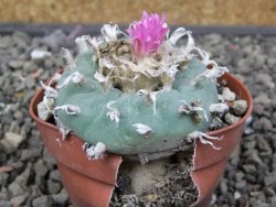 Lophophora fricii pot 6,5 cm - 12412752