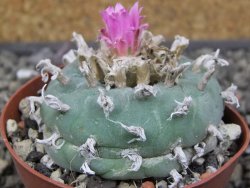 Lophophora fricii pot 6,5 cm - 12412753