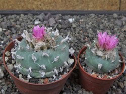 Lophophora fricii pot 6,5 cm - 12412754