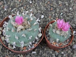 Lophophora fricii pot 6,5 cm - 12412755