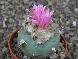 Lophophora fricii pot 5,5 cm - 12412756