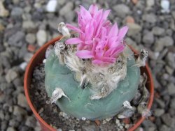 Lophophora fricii pot 5,5 cm