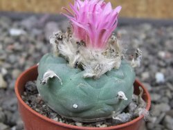Lophophora fricii pot 5,5 cm - 12412758