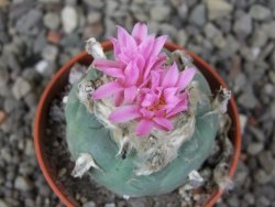 Lophophora fricii pot 5,5 cm - 12412759
