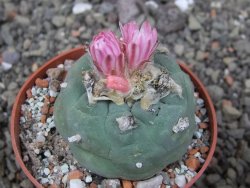 Lophophora fricii pot 6,5 cm - 12412760