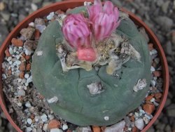 Lophophora fricii pot 6,5 cm - 12412761