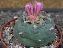 Lophophora fricii pot 6,5 cm