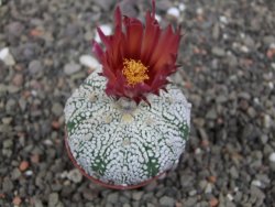 Astrophytum Super Kabuto X red flower oibo, pot 5,5 cm