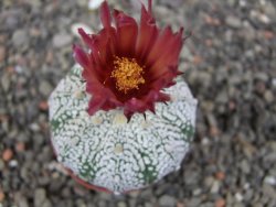 Astrophytum Super Kabuto X red flower oibo, pot 5,5 cm - 12412764