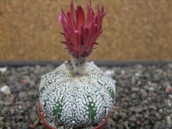 Astrophytum Super Kabuto X red flower oibo, pot 5,5 cm - 12412765