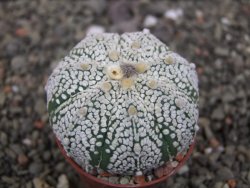 Astrophytum Super Kabuto X red flower oibo, pot 5,5 cm - 12412766
