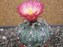 Astrophytum niveum X red flower oibo, pot 6,5 cm - 12412771