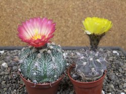 Astrophytum niveum X red flower oibo, pot 6,5 cm - 12412772