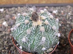 Astrophytum niveum X red flower oibo, pot 6,5 cm - 12412774