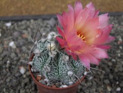Astrophytum niveum X red flower oibo, pot 6,5 cm