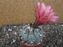 Astrophytum niveum X red flower oibo, pot 6,5 cm - 12412778