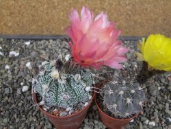 Astrophytum niveum X red flower oibo, pot 6,5 cm - 12412780