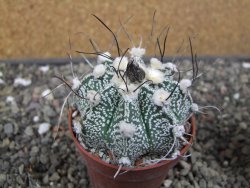 Astrophytum niveum X red flower oibo, pot 6,5 cm - 12412781