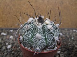Astrophytum niveum X red flower oibo, pot 6,5 cm - 12412782