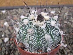 Astrophytum niveum X red flower oibo, pot 6,5 cm - 12412784