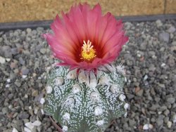 Astrophytum capricorne X red flower oibo, pot 6,5 cm