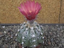 Astrophytum capricorne X red flower oibo, pot 6,5 cm - 12412787