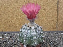 Astrophytum capricorne X red flower oibo, pot 6,5 cm - 12412788