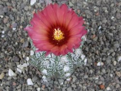 Astrophytum capricorne X red flower oibo, pot 6,5 cm - 12412789