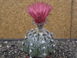 Astrophytum capricorne X red flower oibo, pot 6,5 cm - 12412790