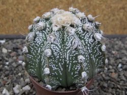 Astrophytum capricorne X red flower oibo, pot 6,5 cm - 12412792