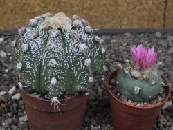 Astrophytum capricorne X red flower oibo, pot 6,5 cm - 12412793