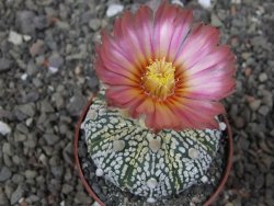 Astrophytum Super Kabuto X red flower oibo, pot 6,5 cm