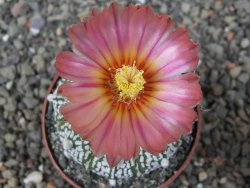 Astrophytum Super Kabuto X red flower oibo, pot 6,5 cm - 12412796