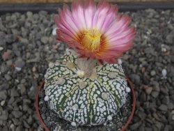 Astrophytum Super Kabuto X red flower oibo, pot 6,5 cm - 12412797