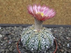 Astrophytum Super Kabuto X red flower oibo, pot 6,5 cm - 12412798
